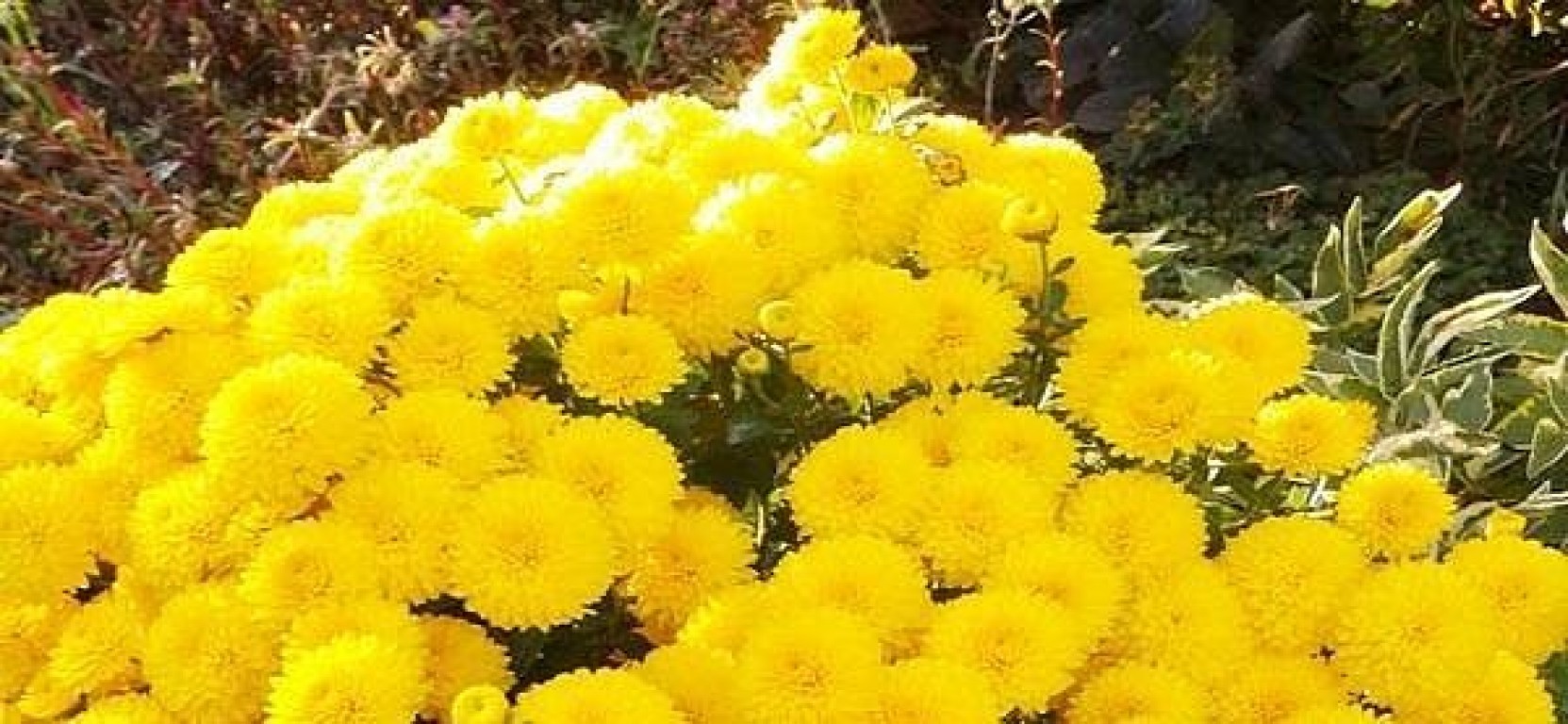 Хризантема мультифлора желтая помпонная