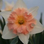 Нарцисс орхидный Диар Лав