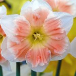 Нарцисс орхидный Казанова