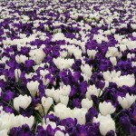 Крокус весенний фиолетовый и белый