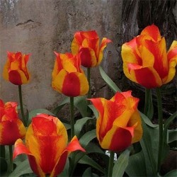 Тюльпан гибрид грейга Киев