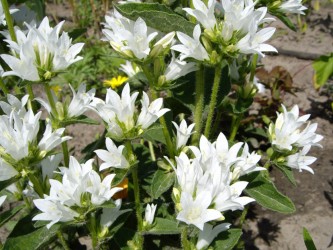 Колокольчик скученный белый  ( С. glomerata f. Alba)