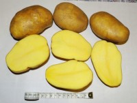 Картофель Тулеевский (сетка 4 кг.)