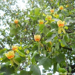 Лириодендрон тюльпанный (Тюльпановое дерево)