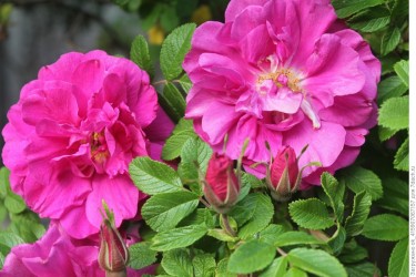 Роза Морщинистая  (Шиповник морщинистый) (Rosa rugosa)