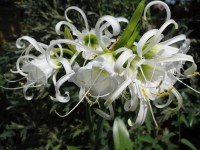 Лилия - паук (перуанский цветок, мембранный цветок, исмена, гименокаллис) Фесталис