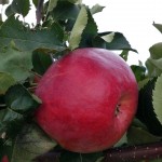 Яблоня крупноплодная "Жигулёвское"