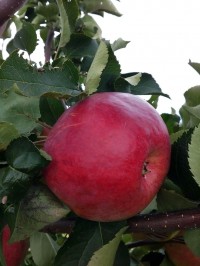 Яблоня крупноплодная "Жигулёвское"