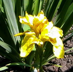 Ирис aировый «Плена» (Iris pseudacorus f. pleno)