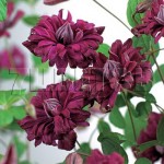 Клематис фиолетовый" Пурпуреа Плена Элеганс" молодое растение