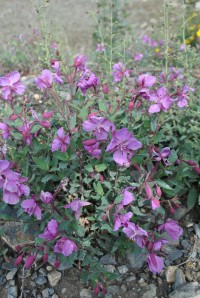 Кипрей Широколистный (раст. с роз. цветком)