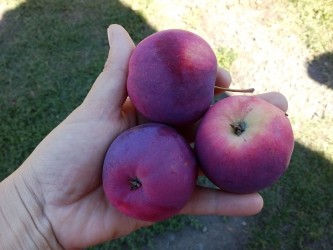 Яблоня "Алтайское пурпуровое"