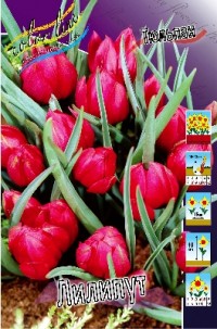Тюльпан Лилипут ( 5 шт на осень)