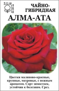 Роза Алма-Ата
