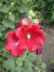 Шток-роза (Мальва)  «Бордовая»