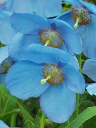 Меконопсис буквицелистный (голубой мак,гималайский мак)  семена