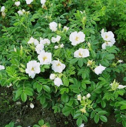 Роза морщинистая  белая (Роза ругоза, шиповник)
