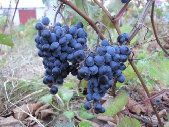 Виноград неукрывной Мариновский