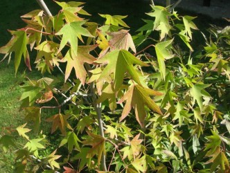 Ликвидамбар, Амбровое дерево