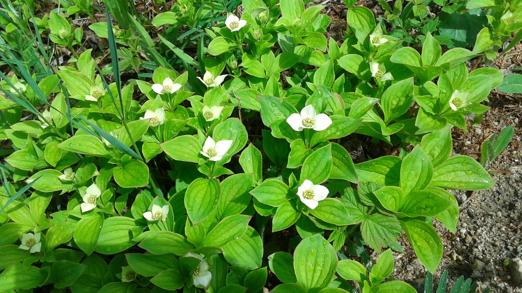 Дерен канадский (Cornus canadensis p9)