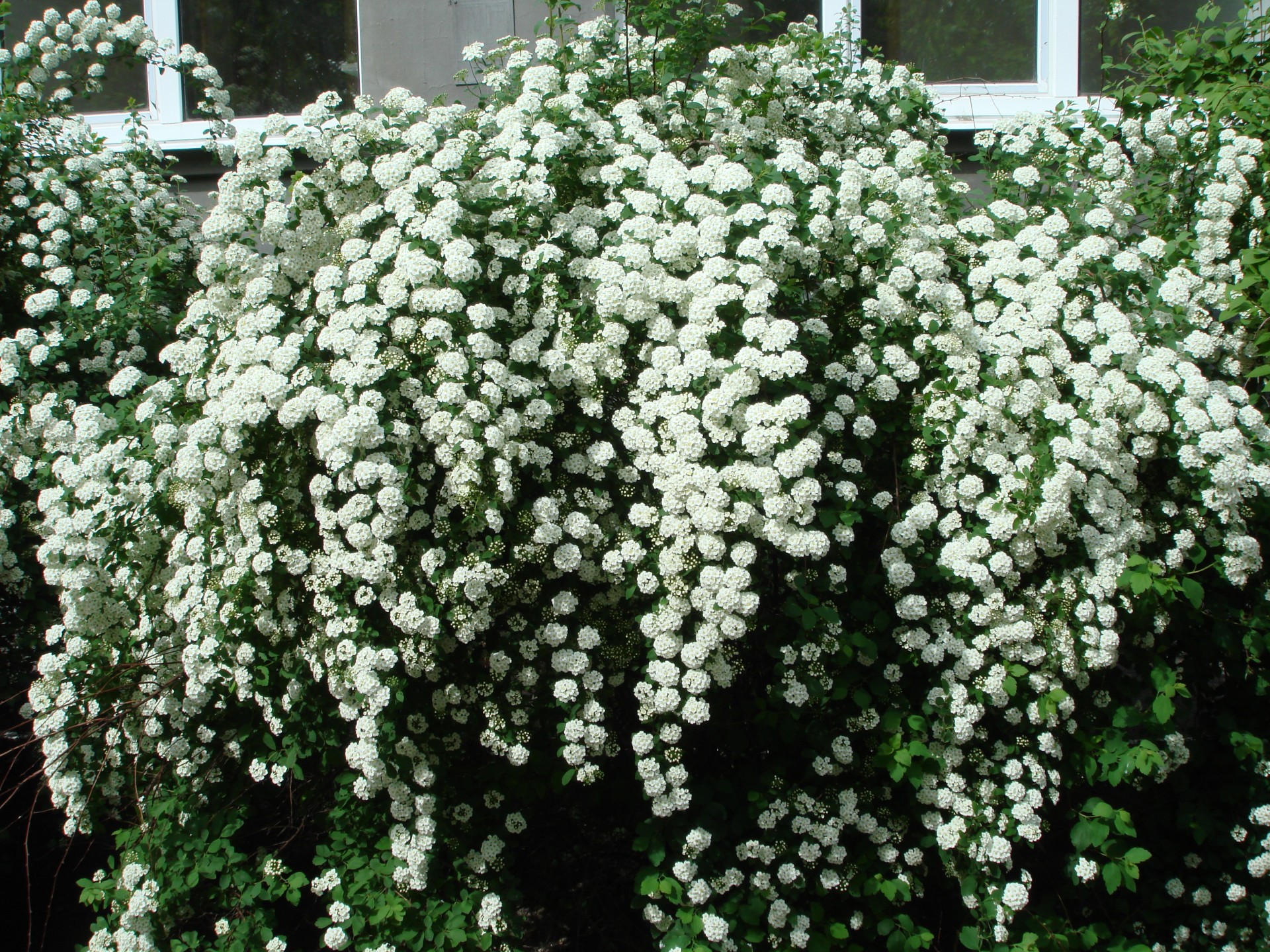 Спирея Ван-Гутта (Spiraea vanhouttei)