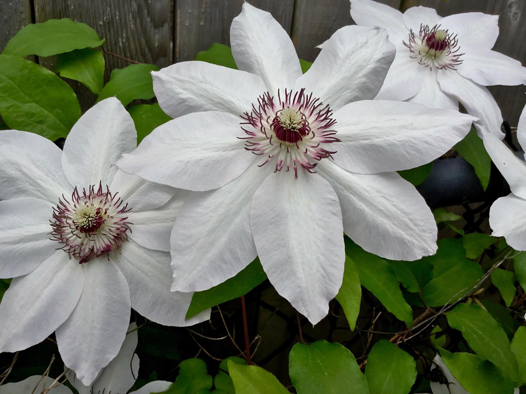 Клематис Clematis henryi