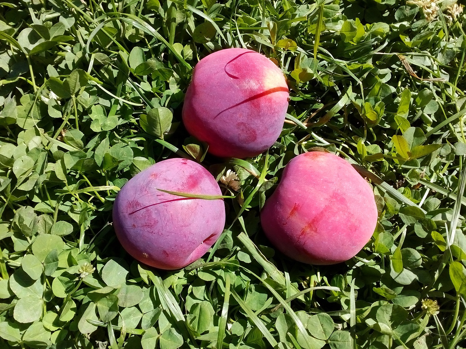 Яблоня Алтайское пурпуровое