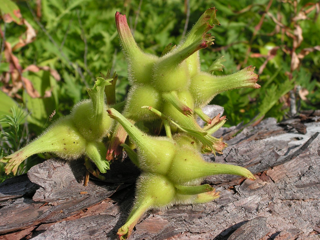 Лещина маньчжурская Corylus mandshurica